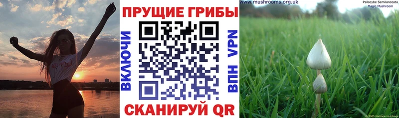 ссылка на мегу ССЫЛКА  как найти закладки  Ядрин  Галлюциногенные грибы Magic Shrooms 